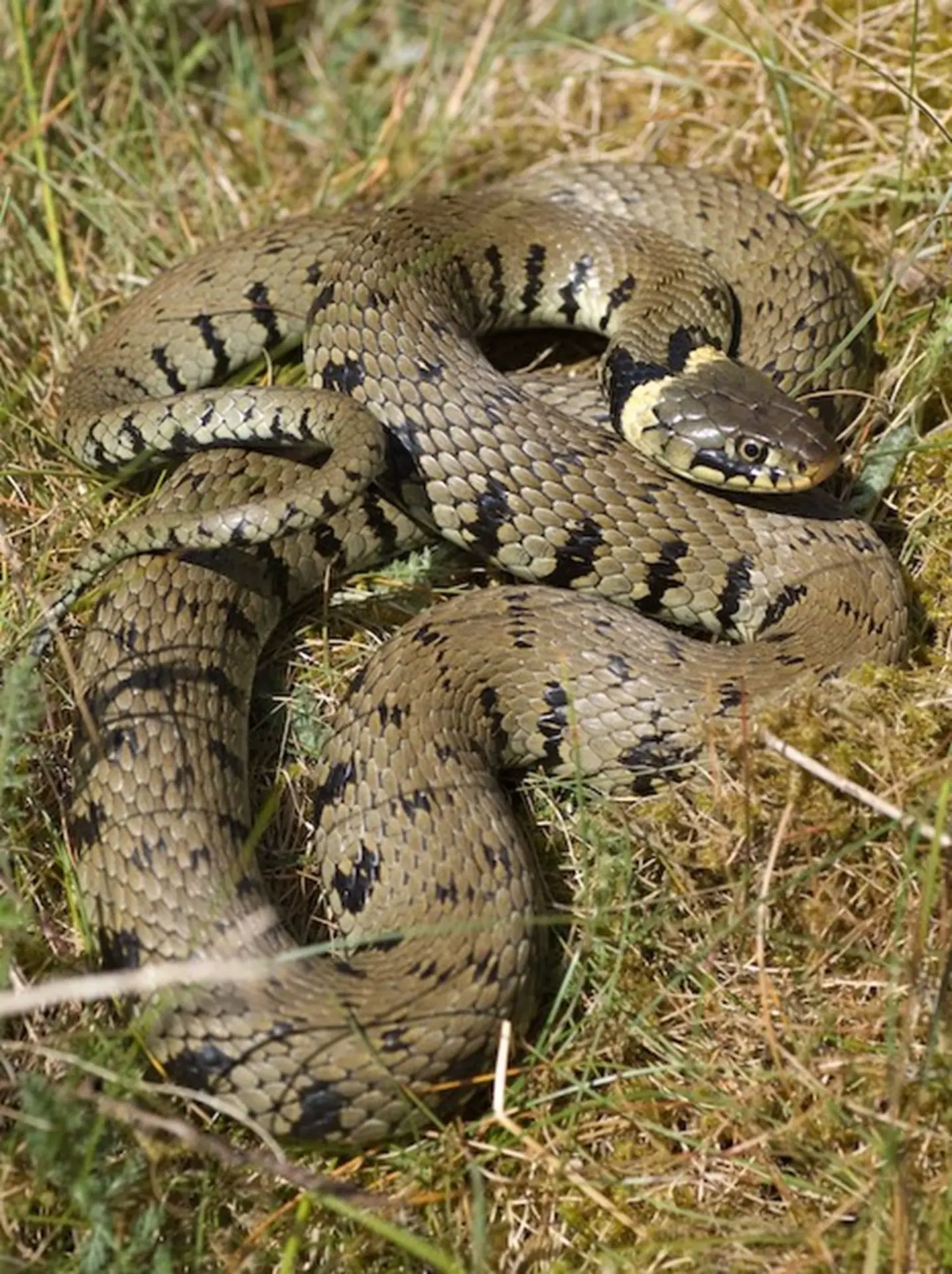 Female Grass Snake © Stu Gregory